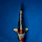 Show quality kujaku genjiro with breeder certificate