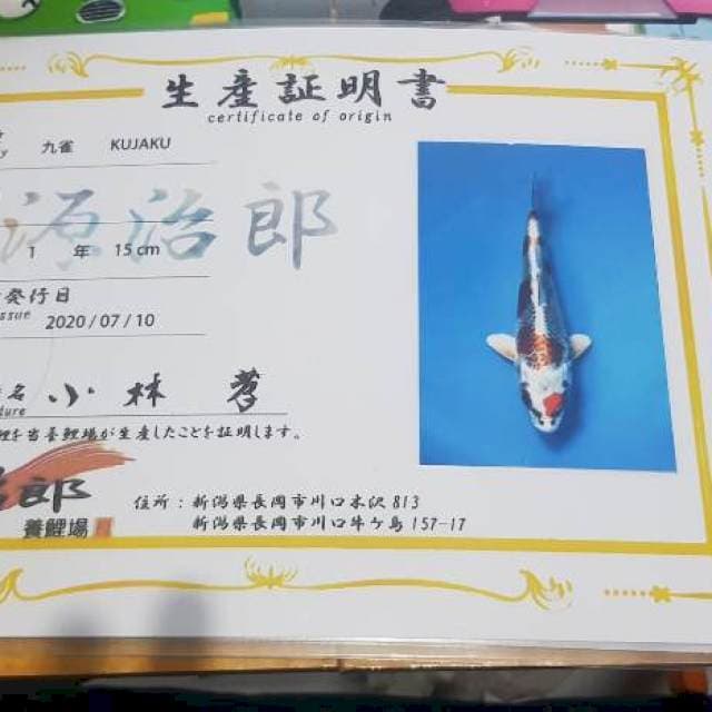Show quality kujaku genjiro with breeder certificate