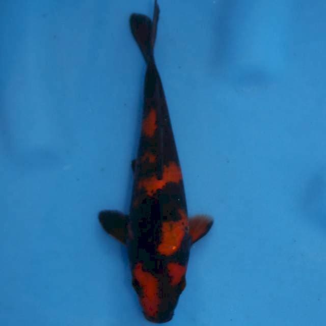 Ready show hi utsuri genjiro with breeder certificate