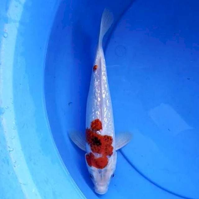 Goromo Ginrin 28 cm