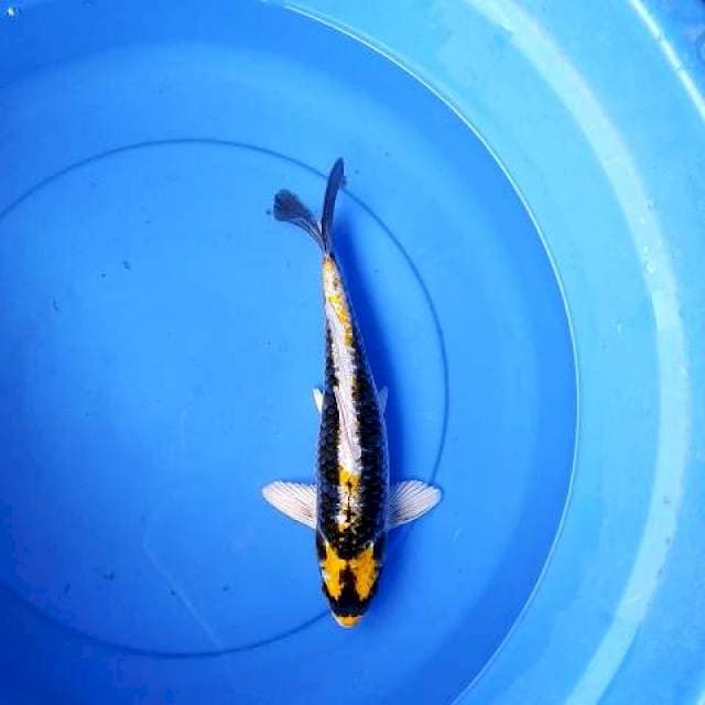 Kabuto 32 cm