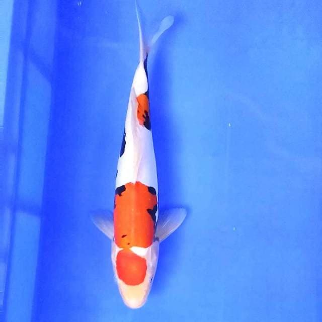 31 cm || Beni Kumon || Jantan