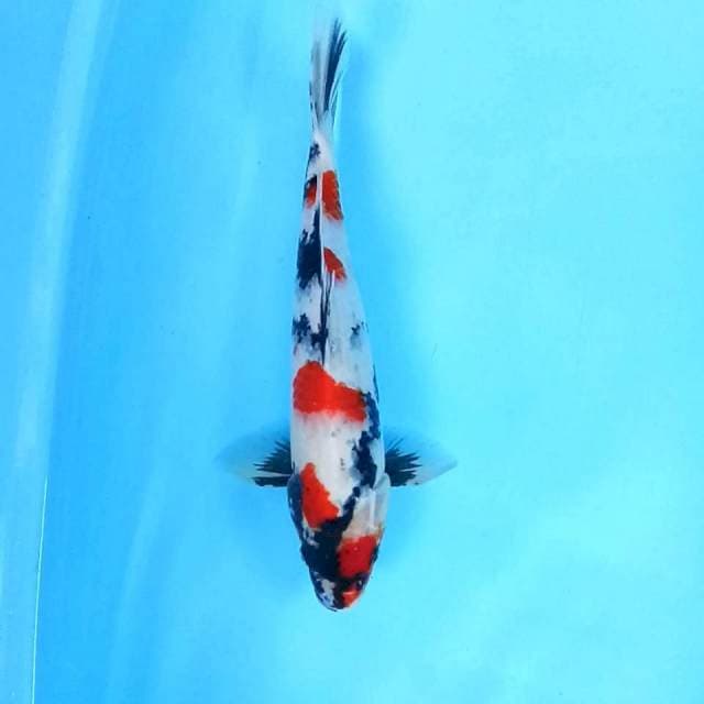 37 cm || Kindai Showa || Jantan