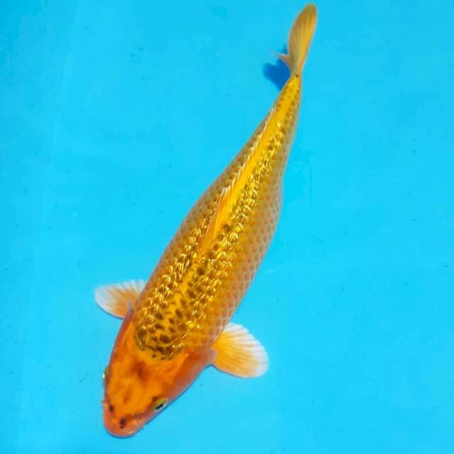 Madtsuba 34cm