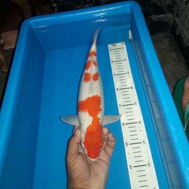 Kohaku