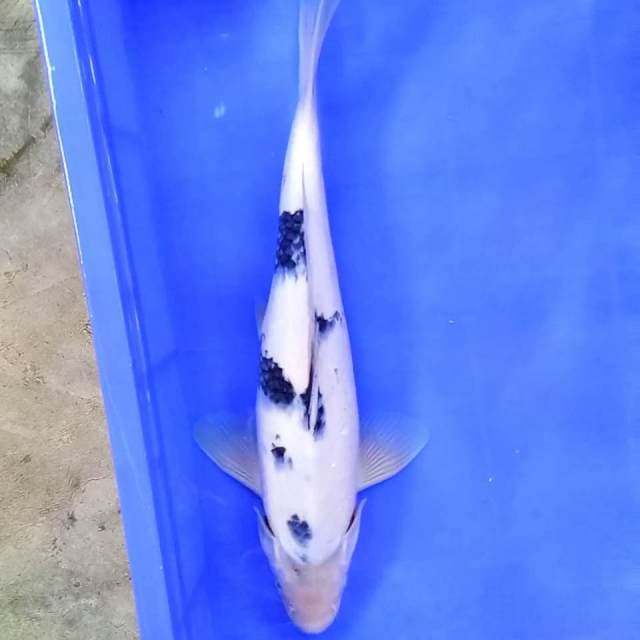 41 cm || Shiro || Jantan