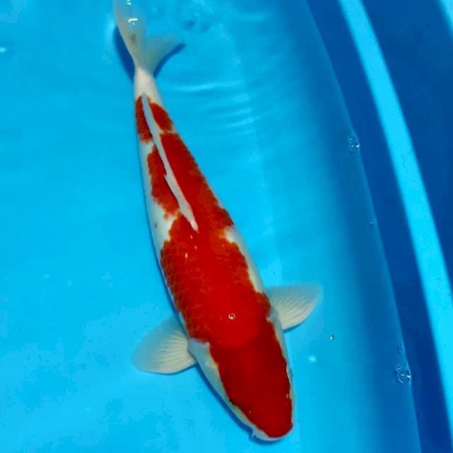 Kohaku strong 39cm male