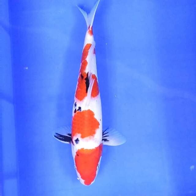 37 cm || Showa Pattern || Jantan