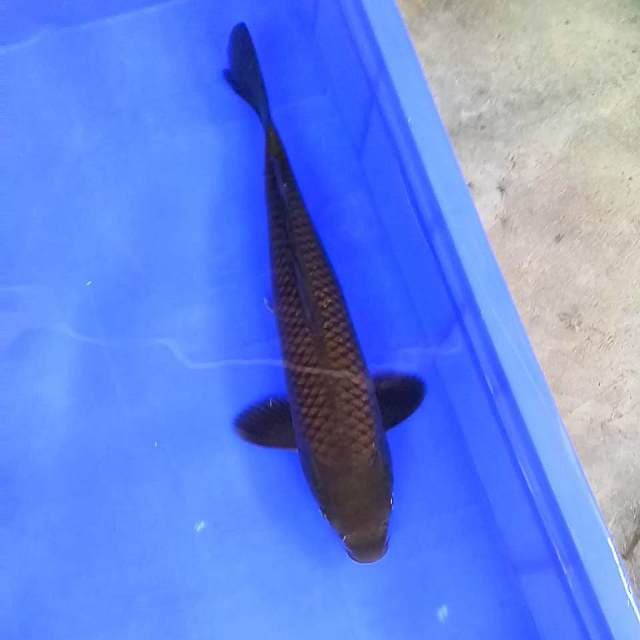 34 cm || Chagoi Siluman