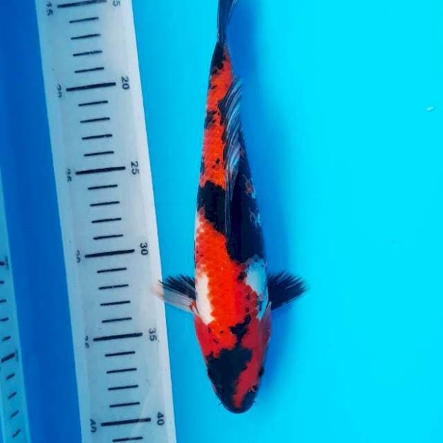 Showa 25cm