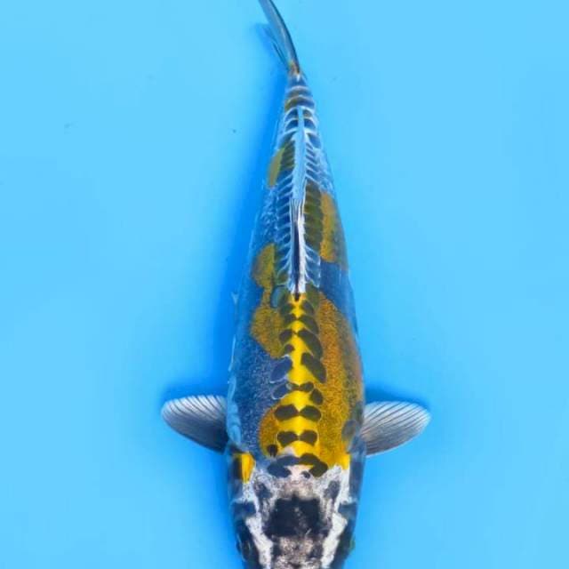 HQ Kiko 30 CM