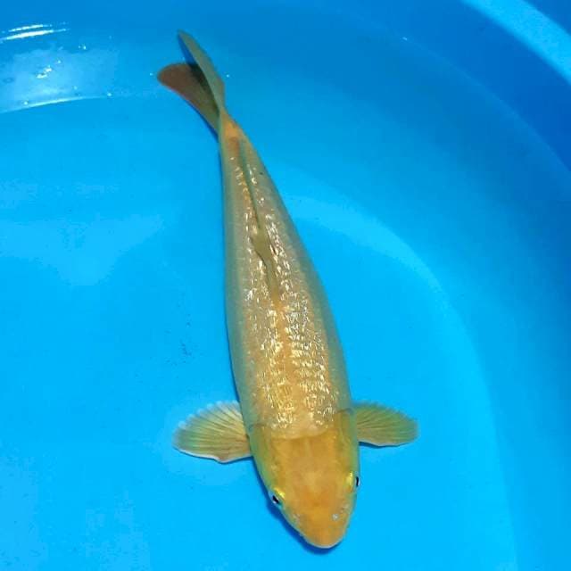 Si bulky 32cm