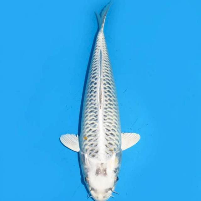 28cm , Matsuba Antik 