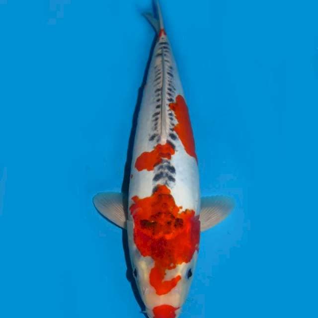 39cm , Beni Kiko Jumbo