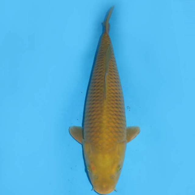 45cm , Bulky Midorigoi Jumbo