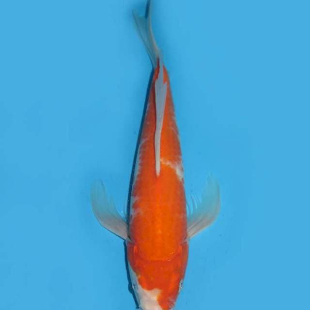 37cm , Kumpay Kohaku ,,