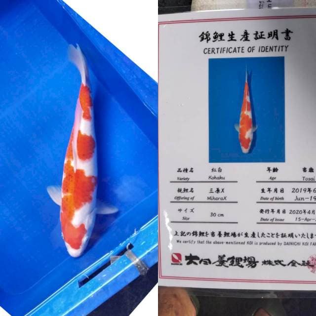 Kohaku dainichi serti