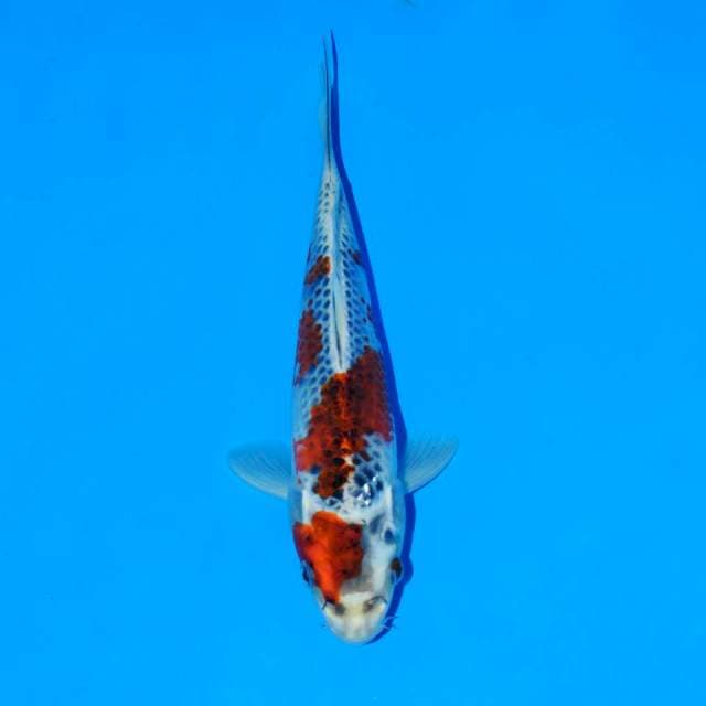 Goshiki maruten 