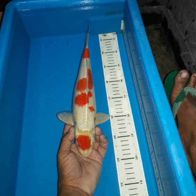 Maruyen kohaku