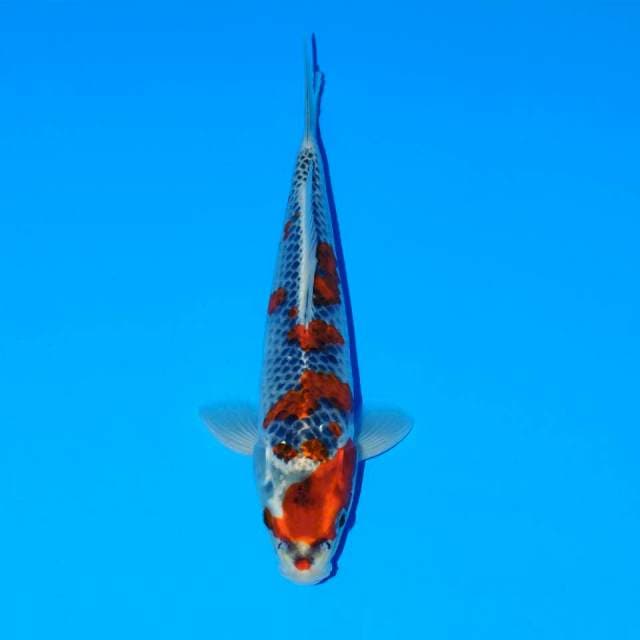 Red goshiki