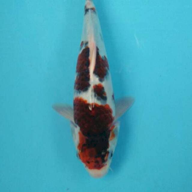 goromo