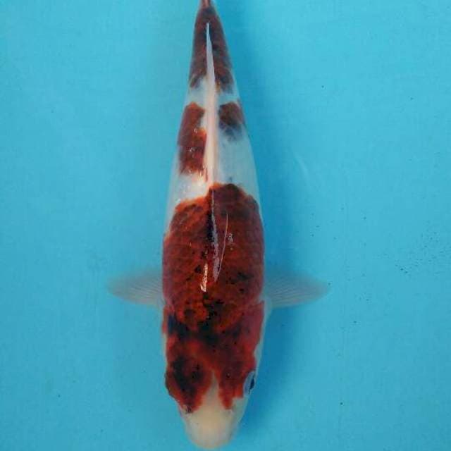 goromo