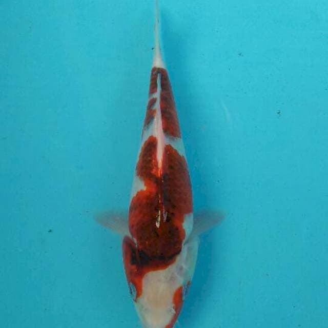 goromo