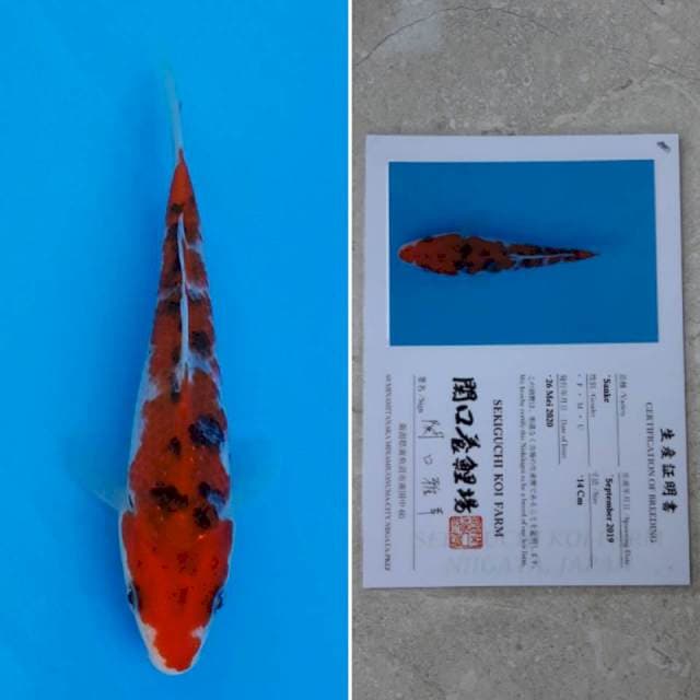 Sekiguchi sanke 15cm sertifikat