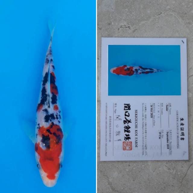 Sekiguchi sanke 20cm sertifikat