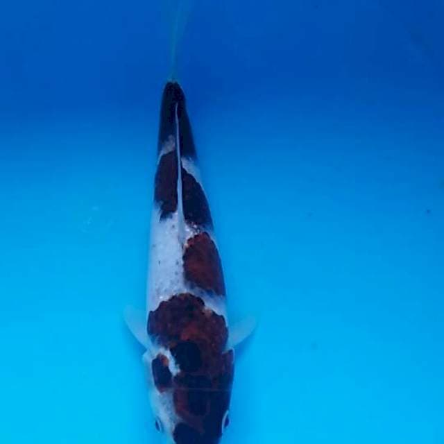 goromo