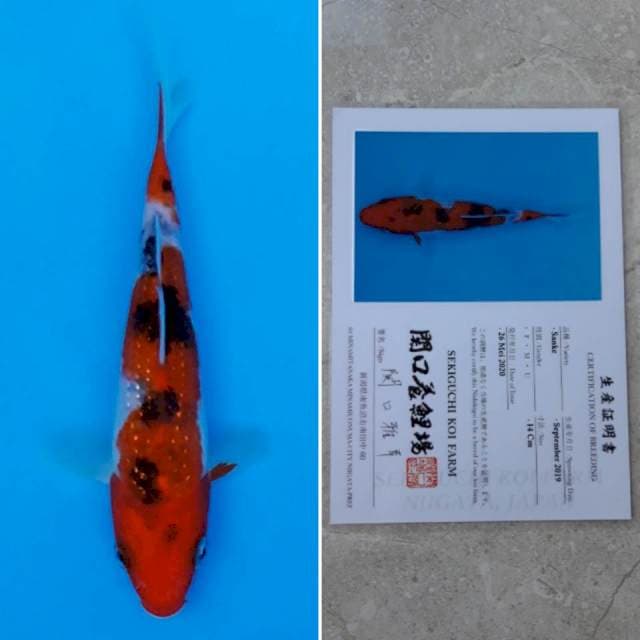 Sekiguchi sanke 15cm sertifikat