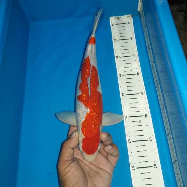 Red male kohaku ginrin