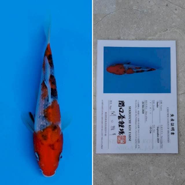 Sekiguchi sanke 16cm sertifikat