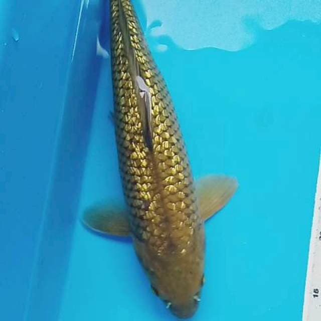Midori ginrin jos 40 bu