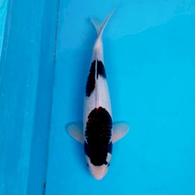 GOROMO 37 CM MALE