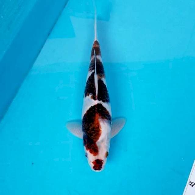 GOROMO 33 CM MALE