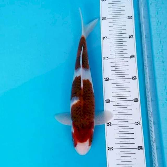 GOROMO 32 CM MALE