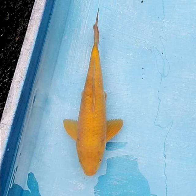 Karashi 28cm