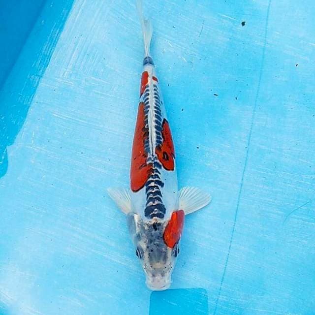 Beni kiko 25cm