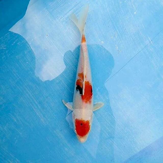 Beni YamatoNishiki 23cm