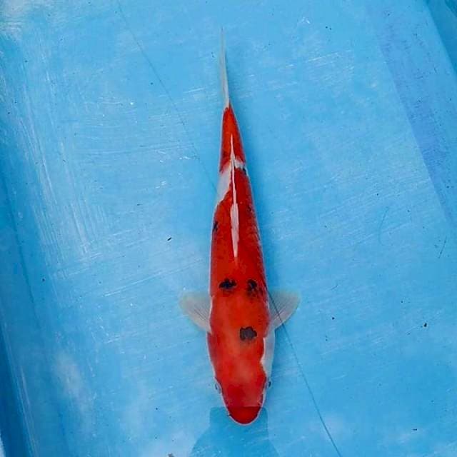 Calon pejantan red 32cm