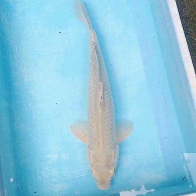 Soragoi 45up male