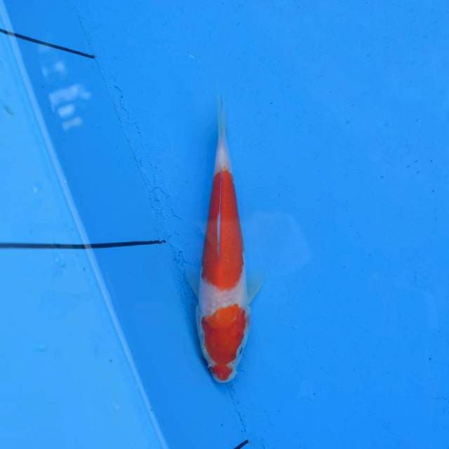 Kohaku Ori F1