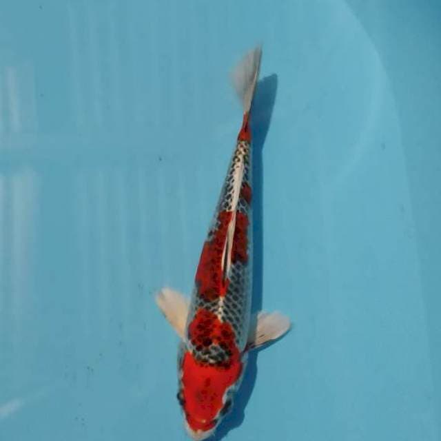 kujaku