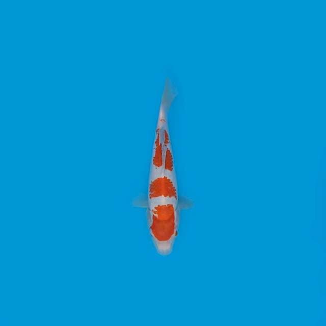 KOHAKU ORI 3 STEP 27 CM