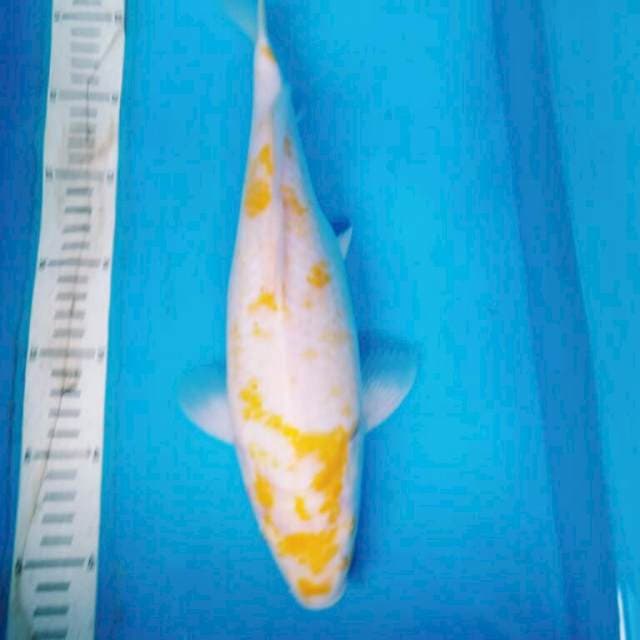 KOYO MATA MERAH