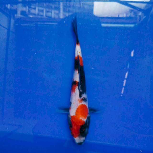Showa 21 cm