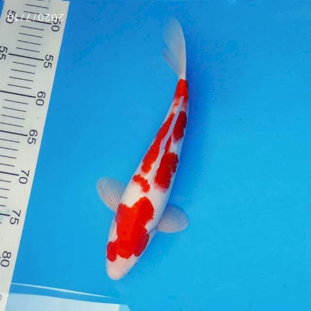 RIN 2 - KOHAKU ™