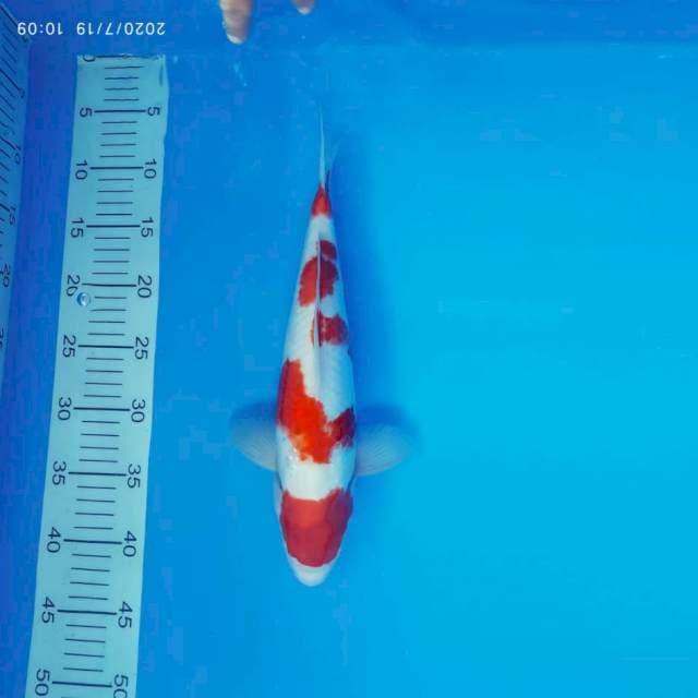 RIN 11 - KOHAKU ®