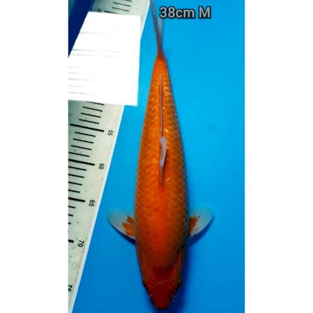 Aka Hajiro ginrin 38cm punuk